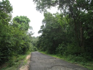 The road through the greeneries...